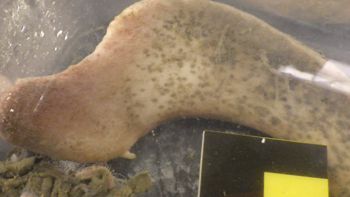 Media type: image;   Invertebrate Zoology 153118 Description: live specimen;